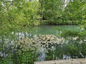 Water lilies in lake near Island Lodge