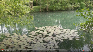Video of Little Horseshoe Lake Next to Island Lodge-water lilies
