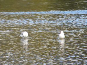 White birds in the water on Little Horseshoe Lake