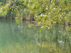 Carp swimming near the surface at Little Horseshoe Lake-Overhanging tree branches